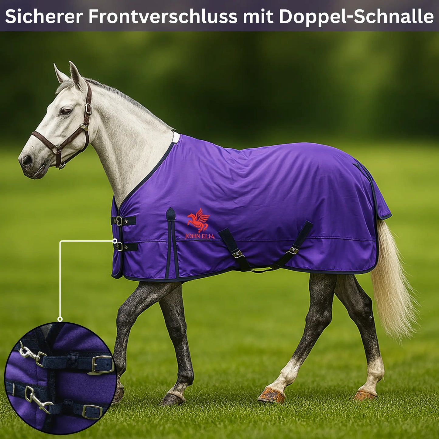 Horse wearing a purple blanket with a double buckle on a grassy field