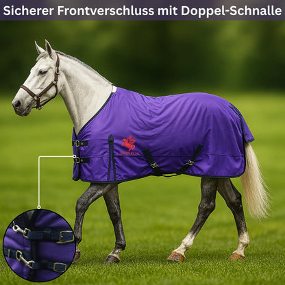 Horse wearing a purple blanket with a double buckle on a grassy field